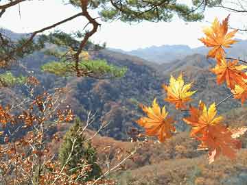 芯片股普遍下跌 费城半导体指数跌超2.3%